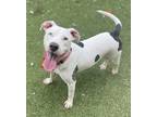 Adopt Xena a Pit Bull Terrier, Mixed Breed