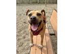 Adopt Honey a Mixed Breed