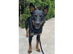 Adopt Reece a Australian Kelpie, Australian Cattle Dog / Blue Heeler