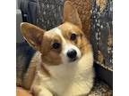 Adopt Sasha a Corgi