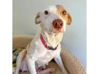 Adopt Claire a Mixed Breed