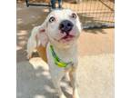 Adopt Rory a Mixed Breed