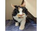 Adopt Miracle a Domestic Short Hair