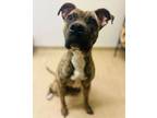 Adopt Donna a Mixed Breed