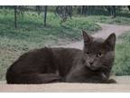 Adopt Fievel a Domestic Short Hair