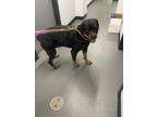Adopt Lavender a Rottweiler, Mixed Breed