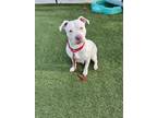 Adopt Marilyn a Mixed Breed