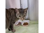 Adopt Rosie a Domestic Short Hair