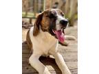 Adopt Penny a Hound, Mixed Breed