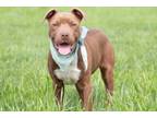 Adopt Red a American Staffordshire Terrier, Mixed Breed