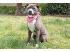 Adopt Rhonda a American Staffordshire Terrier, Mixed Breed