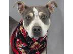 Adopt Dorothy a American Staffordshire Terrier