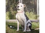 Adopt Cassandra @ Foster a Pit Bull Terrier