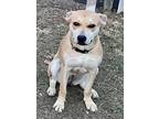 Adopt Bambi a Labrador Retriever, Mixed Breed