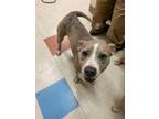 Adopt Miracle a American Staffordshire Terrier, Mixed Breed