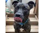 Adopt Daisy a Pit Bull Terrier