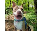 Adopt Lillith a Pit Bull Terrier