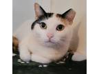 Adopt Rachel a Calico, Domestic Short Hair