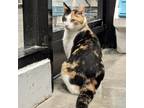 Adopt Monica a Calico, Domestic Short Hair