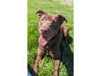 Adopt Freya a Chocolate Labrador Retriever, Affenpinscher