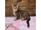 Adopt Dessie a Domestic Short Hair