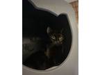 Adopt Ireland a Domestic Short Hair