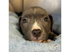 Adopt Sonrisa a Terrier, Mixed Breed