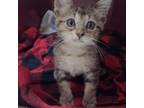 Adopt Ferris Bueller / 0005 a Domestic Short Hair