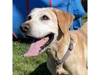 Adopt Rosie a Labrador Retriever