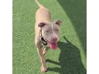 Adopt Shortcake a Pit Bull Terrier