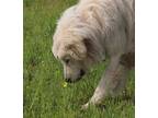 Adopt Star Jasmine DFW a Great Pyrenees