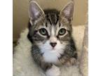 Adopt Quill a Domestic Short Hair