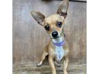 Adopt Hazel a Mixed Breed