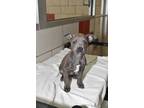 Adopt Bunny a Pit Bull Terrier, Mixed Breed