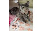 Adopt Misty 4399 a Domestic Short Hair