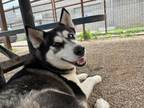 Adopt Chrissy a Husky, Mixed Breed