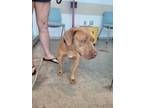 Adopt Cornelia a Pit Bull Terrier, Mixed Breed