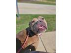 Adopt Ursula a Pit Bull Terrier, Mixed Breed