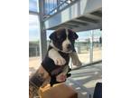 Adopt Harley Quinn a Pit Bull Terrier, Mixed Breed