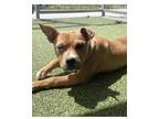 Adopt Tortilla a Pit Bull Terrier, Mixed Breed