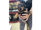 Adopt pup6 a Rottweiler, Mixed Breed