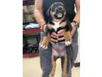 Adopt pup4 a Rottweiler, Mixed Breed