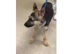 Adopt Rein a German Shepherd Dog, Mixed Breed