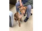 Adopt VALENTINO a Pit Bull Terrier, Mixed Breed