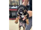 Adopt pup9 a Rottweiler, Mixed Breed