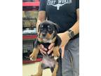 Adopt pup8 a Rottweiler, Mixed Breed