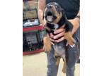 Adopt pup5 a Rottweiler, Mixed Breed