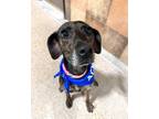 Adopt Lily a Plott Hound, Mixed Breed