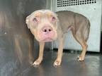 Adopt Tutu a Pit Bull Terrier, Mixed Breed