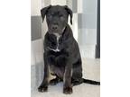 Adopt Louise a Rottweiler, Mixed Breed